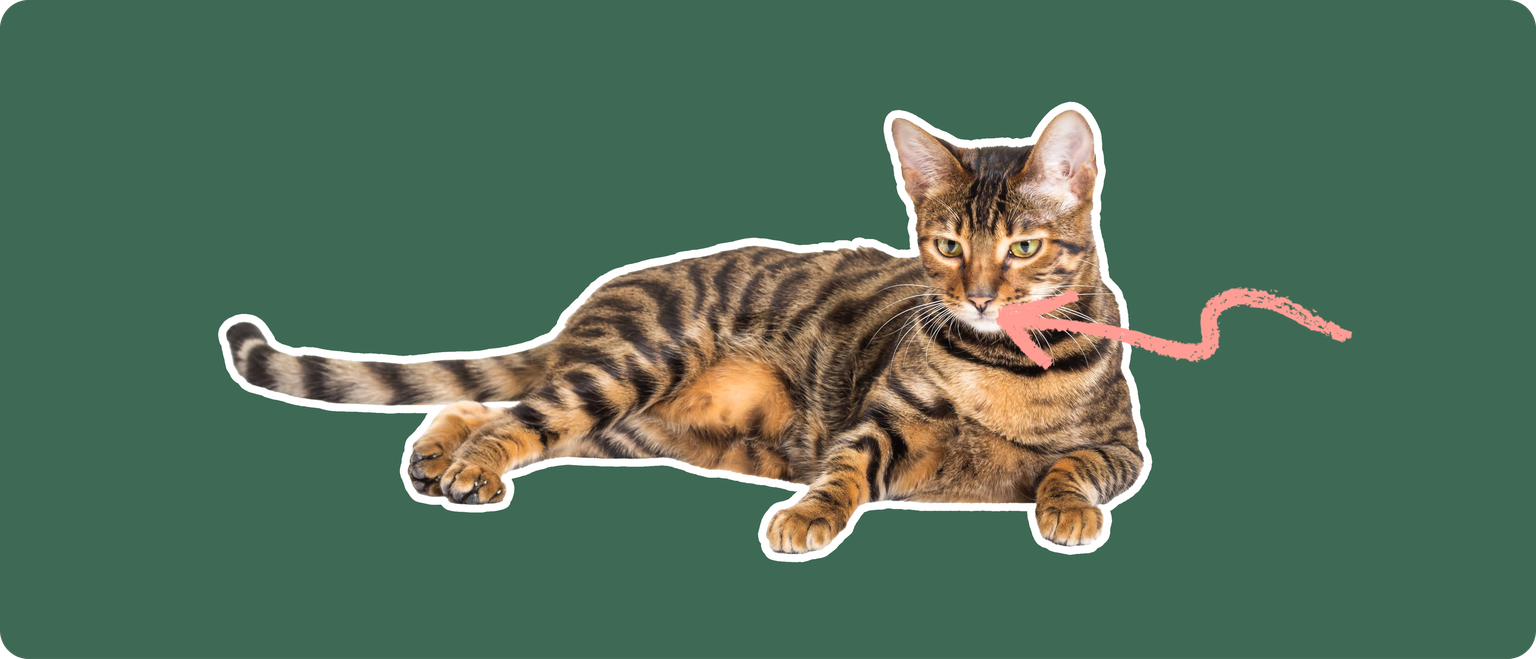 A Toyger cat laying down cut out with a white outline, with a pink arrow pointing to it's mouth, on a solid green background
