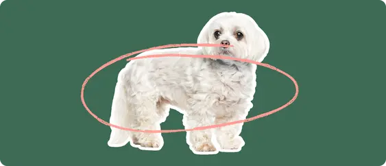 Maltese with a pink circle drawn over its body