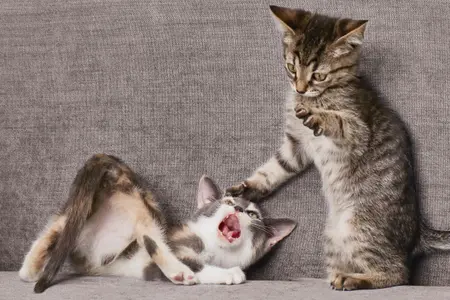 Aggressive kittens