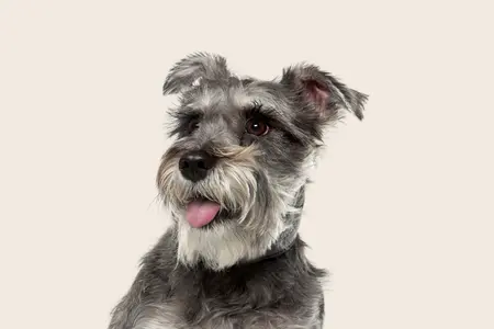 Mini Schnauzer