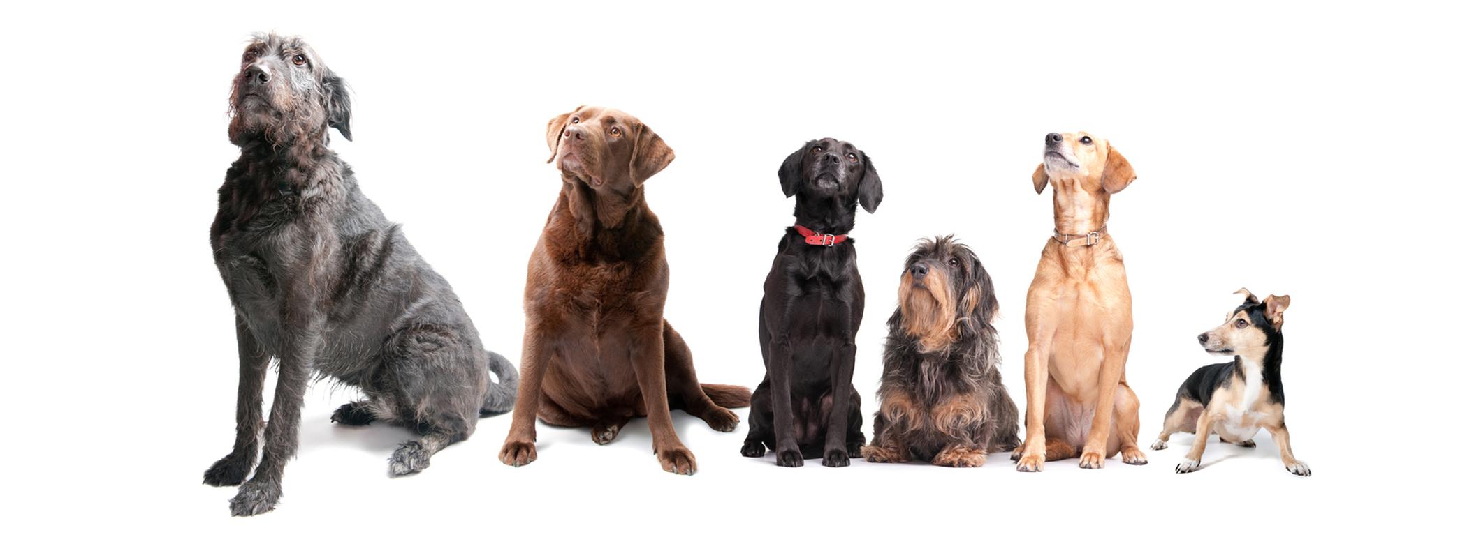 Six dogs looking up on a white background