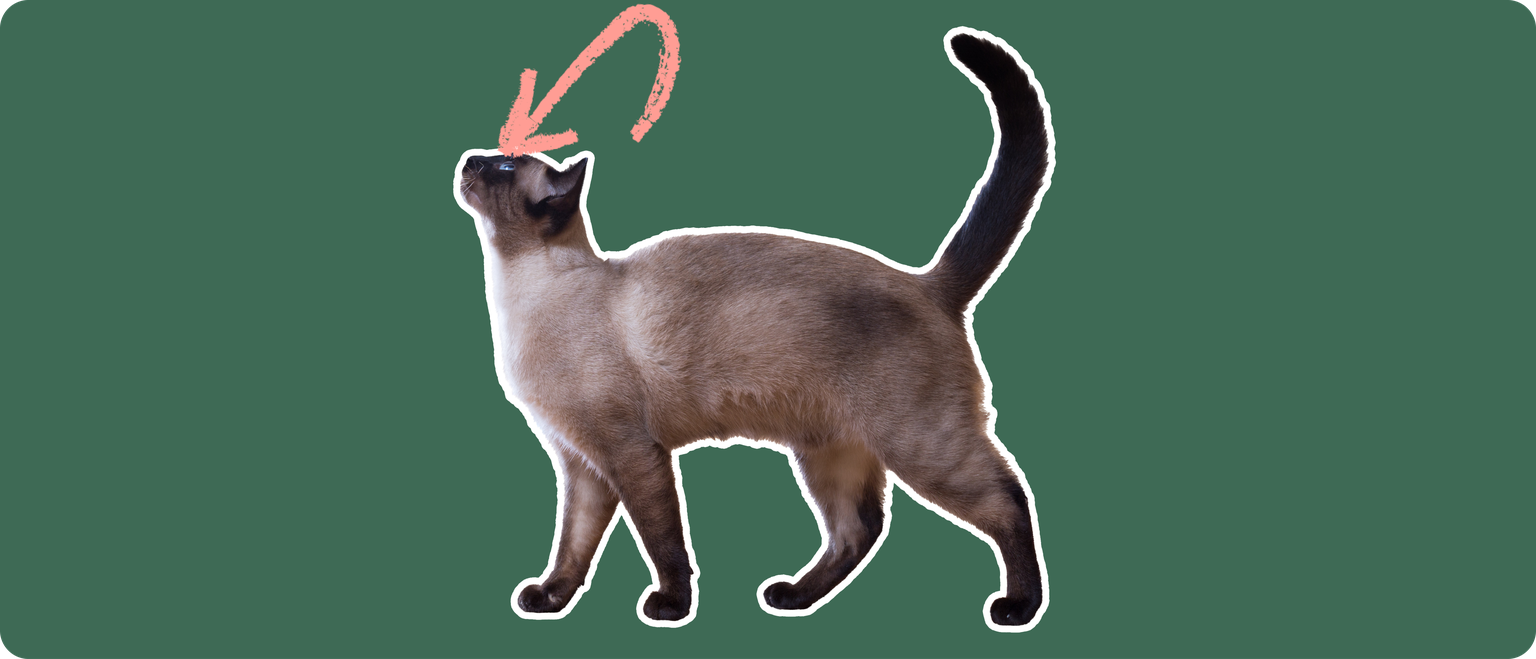 Siamese