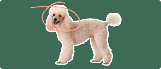 Image of a white poodle with a pink arrow drawn over its head