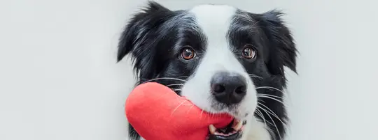 Dog holding love heart plush