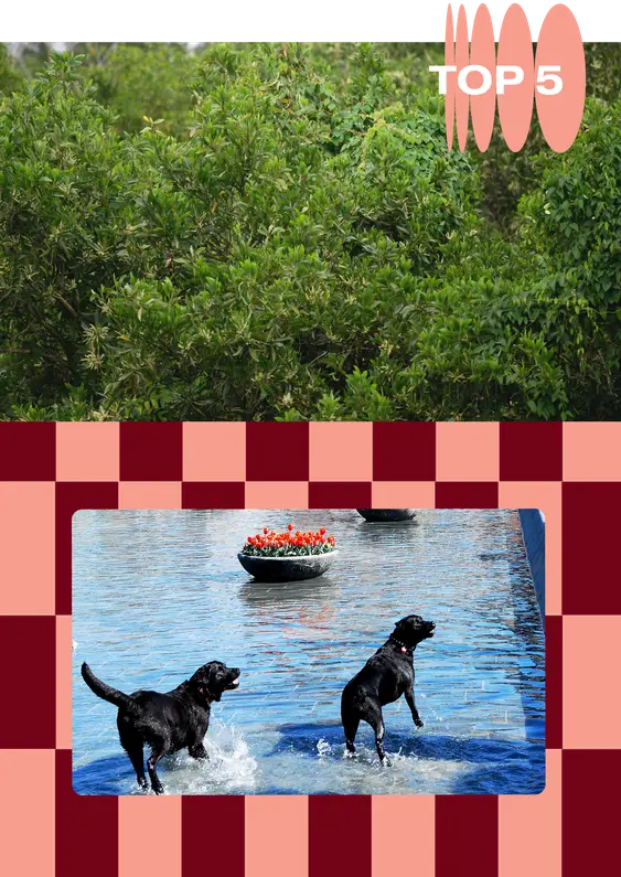 To the top, we see a close up of some trees. To the bottom, on a background of pink and red checkerboard, you can see two black Labradors playing in a shallow pool of water.