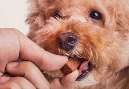 A hand feeding a square brown tablet to a curly haired dog