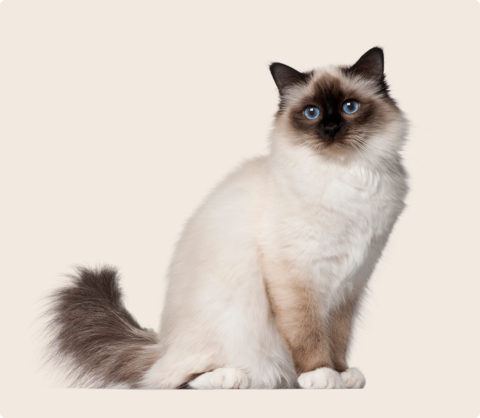 Birman Cat on beige background