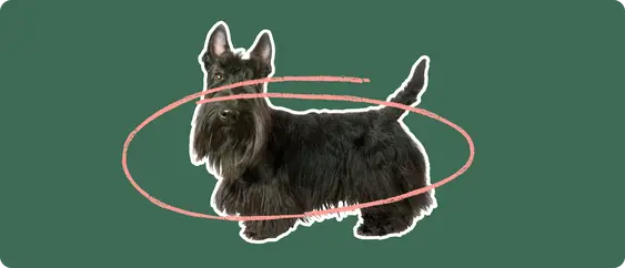 A Scottish Terrier cut out with a white outline, with a pink circle around it's body, on a solid green background