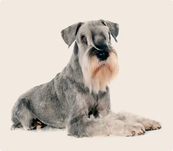 Schnauzer dog laying down on beige background