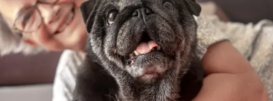 Old dog