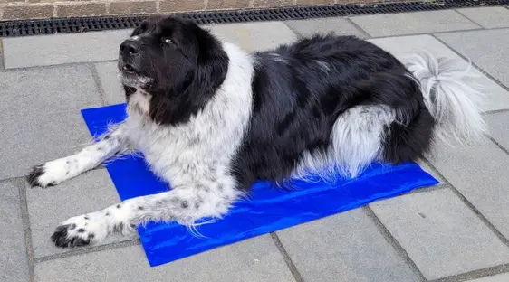 dog sitting on a blue Wilko cooling mat