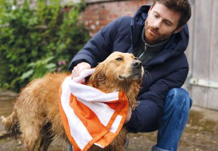 A Golden Retriever getting dried with a towel outside