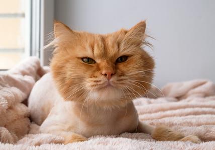 On orange cat with a shaved body laying on a pink blanket