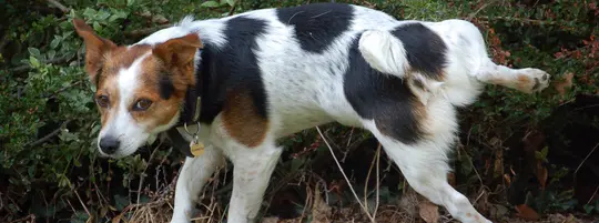 A Jack Russell pops up its hind leg to pee on a bush