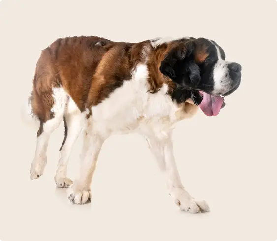 A Saint Bernard dog with it's tongue out, standing on a beige background