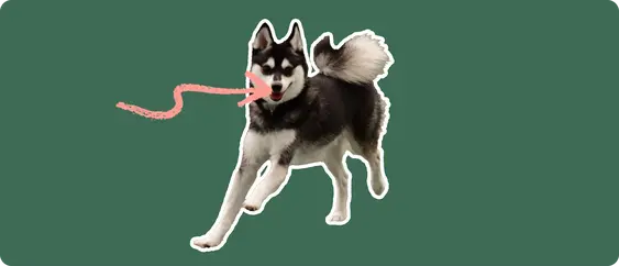 An Alaskan Klee Kai dog on a green background with a pink arrow pointing to it's mouth