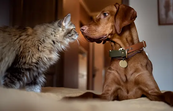 A cat and dog stare at each other while sniffing