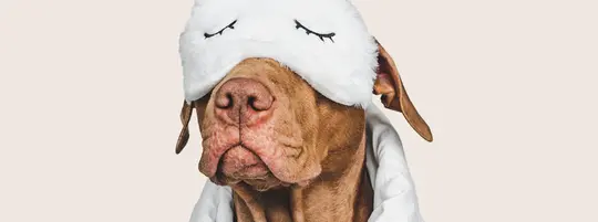 Image of a dog with a sleep mask on