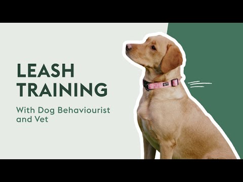 How To Leash And Lead Train Your Dog | Dog Behaviour Tips