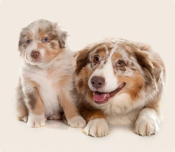 Australian Shepard and it's pup