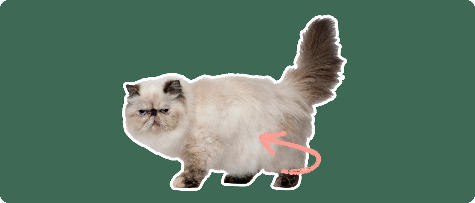 Persian cat with a pink arrow drawn to its body