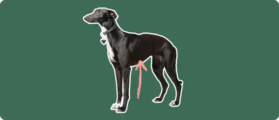 Grey hound