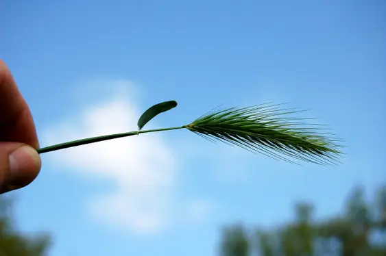 person's thumb and forefinger holding foxtail weed in front of blue sky