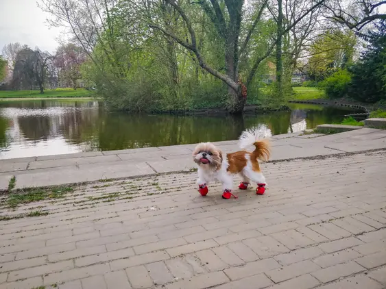 Brown-and-white Shih Tzu with red shoes