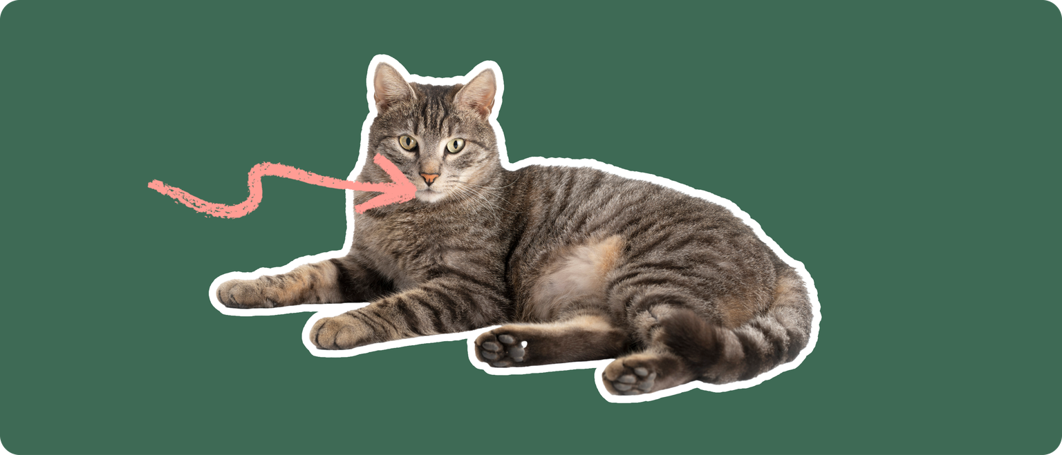 Domestic shorthair cat laying down cut out with a white stroke, on a green background, with a pink arrow pointing to it's mouth