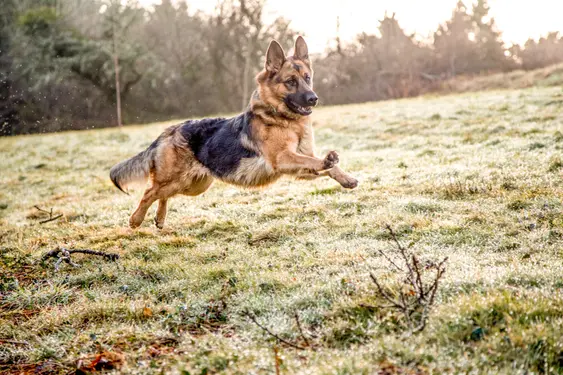 German shepherd dog in action, running across grass