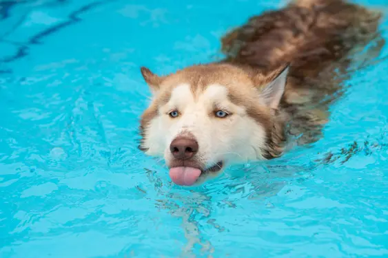 husky dog with tongue out swimming in pool