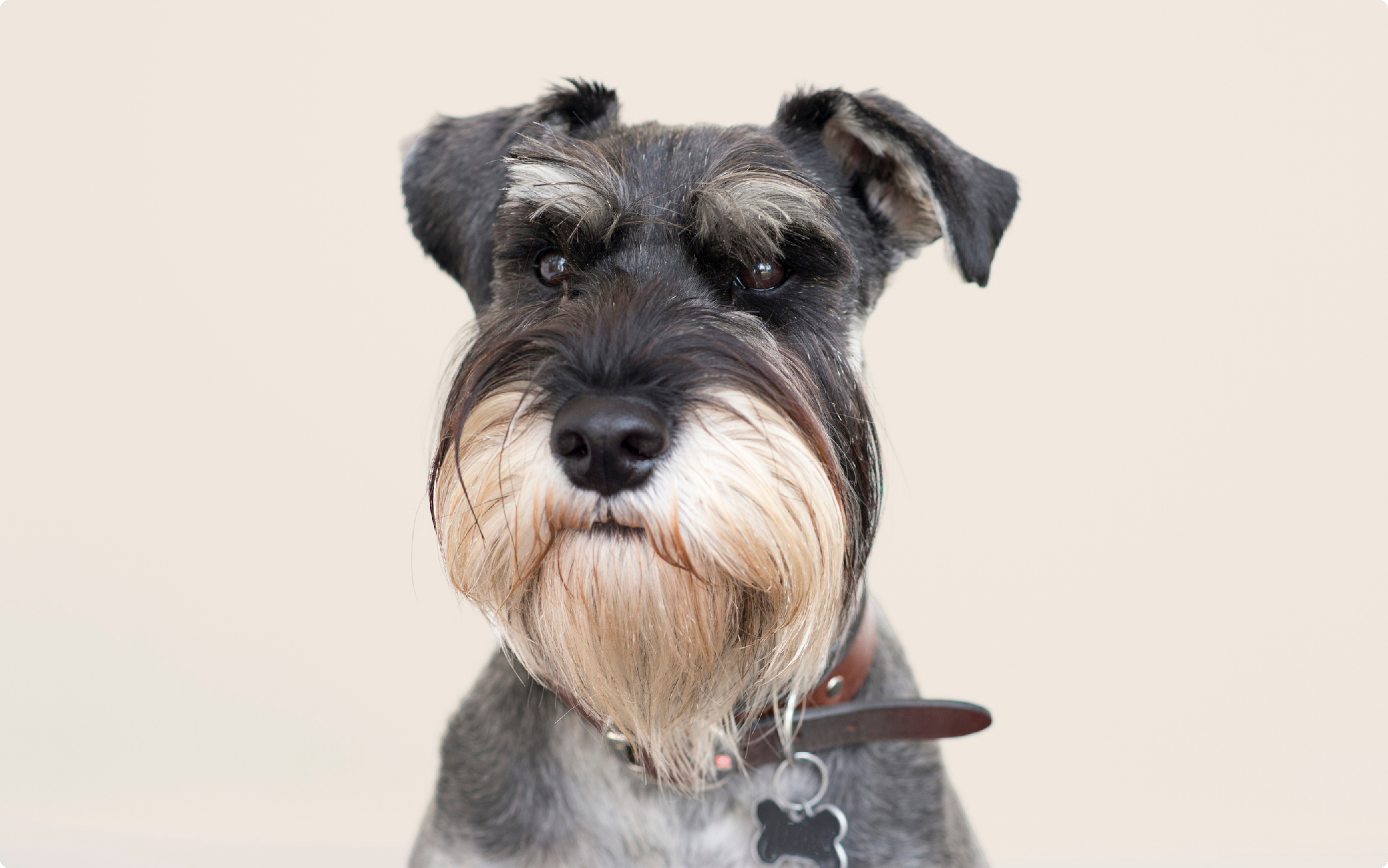 Schnauzer dog on beige background