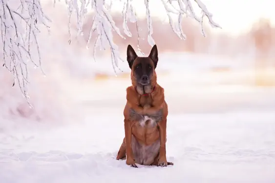An old dog sits outside in the snow