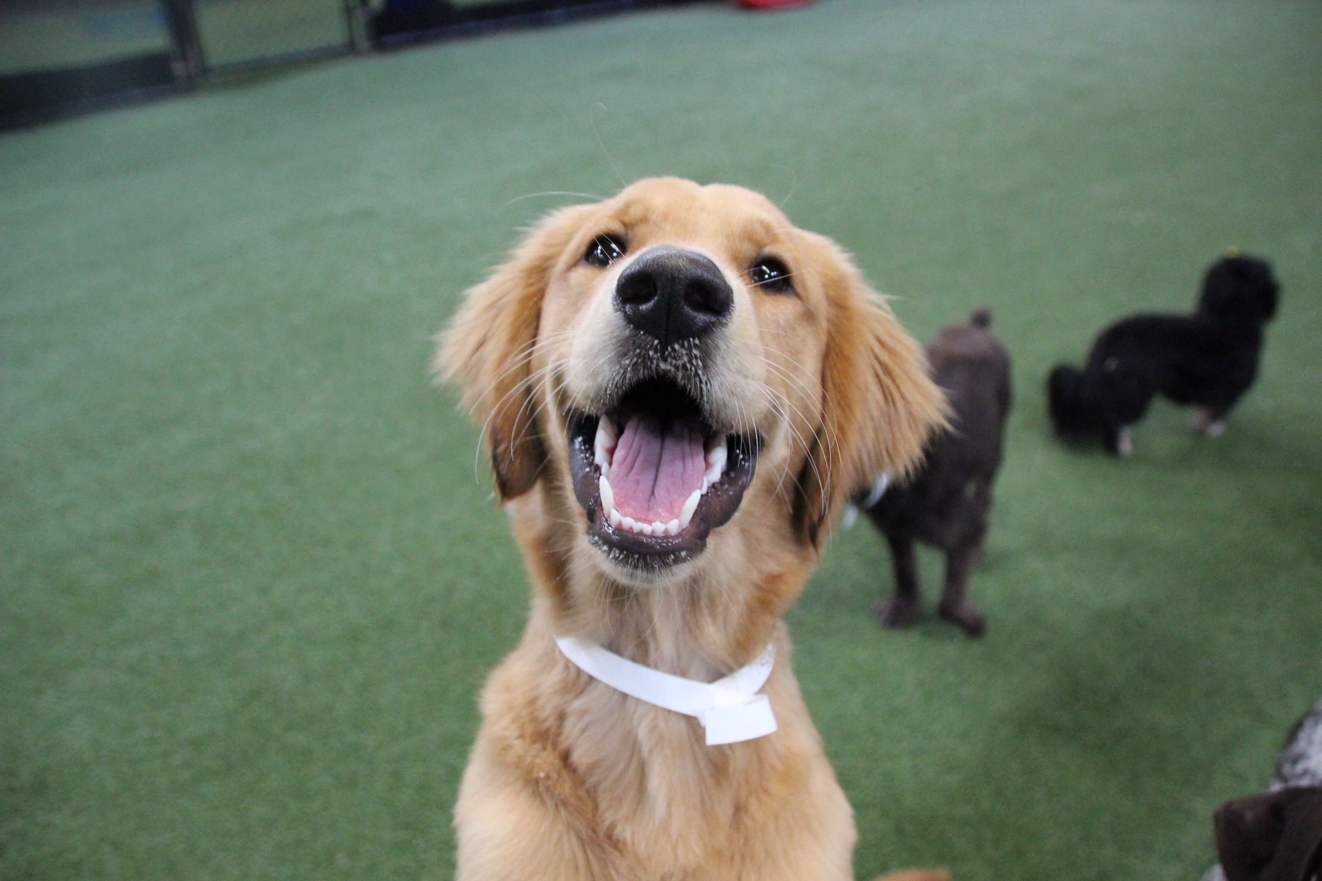 dog at daycare