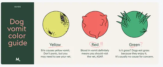 dog vomit color guide showing potential causes and how to act