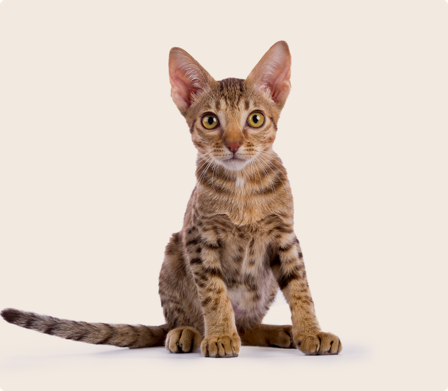 A young Ocicat sitting on a beige background
