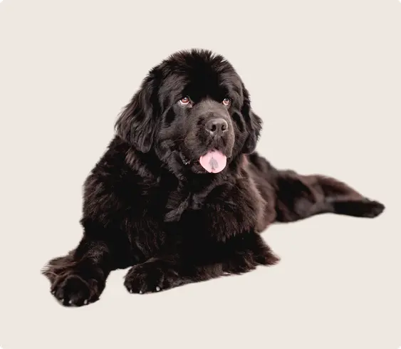 A Newfoundland dog lying down, with a glossy black coat and tongue out, looking forward with a relaxed expression, set against a light background.