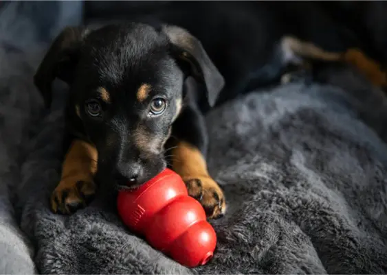 Dog with red chew toy