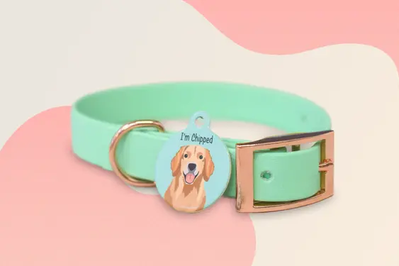 Sea Foam Dog Collar And Matching ID Tag