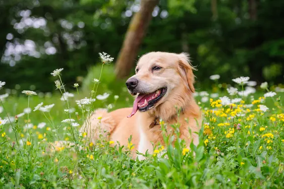 A Golden Retriever pants while surrounded by flowers