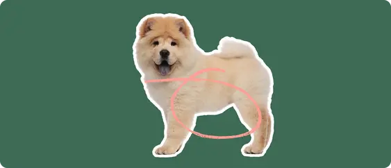 Chow chow dog with bloating or gastric torsion