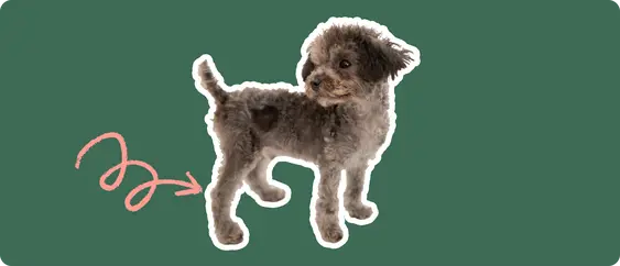 Chipoo with a pink arrow drawn to its knee