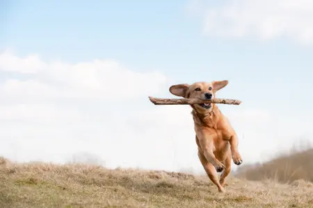 A brown dog runs through a field with a stick in their mouth