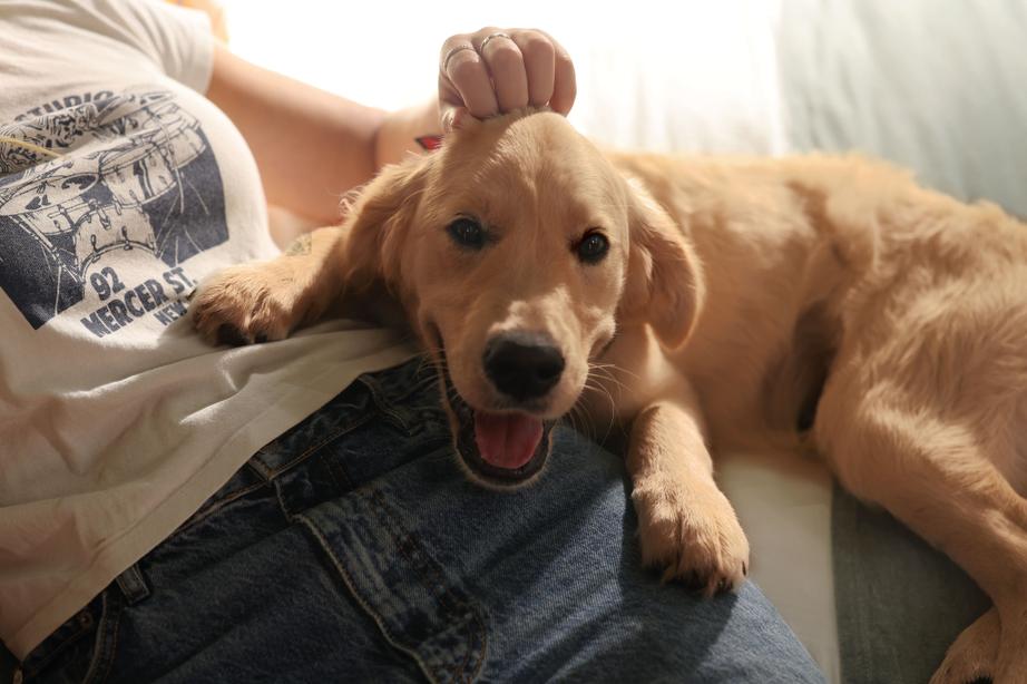 Image of a Golden Retriever puppy smiling