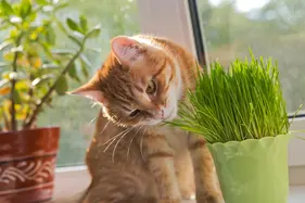 Ginger cat eating catnip