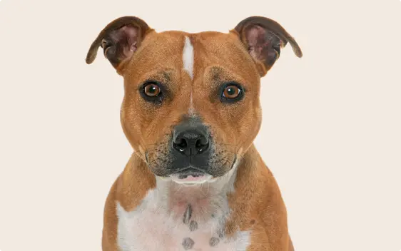 Close up of a a Staffordshire Bull Terrier on a beige background