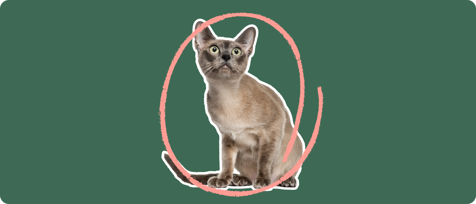 A Tonkinese cat cut out with a white outline, with a pink circle around it's body, on a solid green background