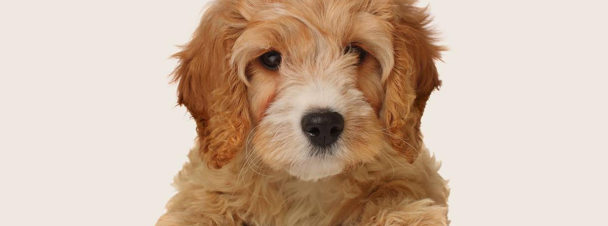 Cavapoo puppy laying on belly