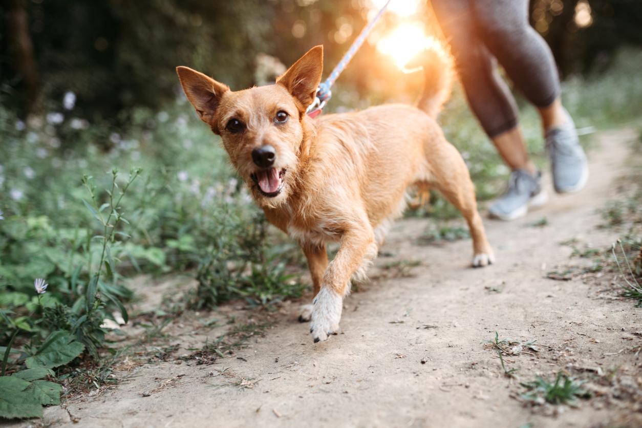 A middle aged women enjoys a morning run on a beautiful sunny day with her pet, the dogs appreciating the time outside. They jog on a forest trail, the setting sun casting an orange glow on the scene.