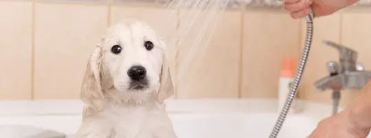 Puppy in bathtub